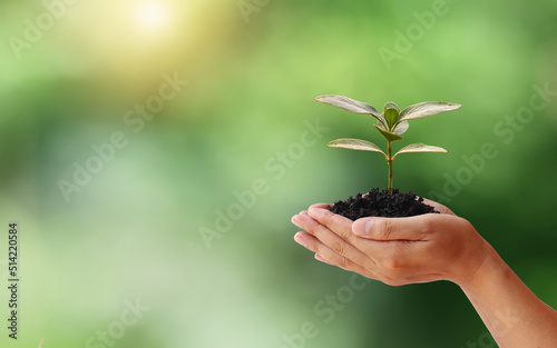 Environmental conservation concept. Seedlings or plants planted on soil with farmer hands and blurred green nature background.