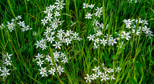 Close up of Star-of-Bethlehem flowers (Ornithogalum umbellatum)
 photo