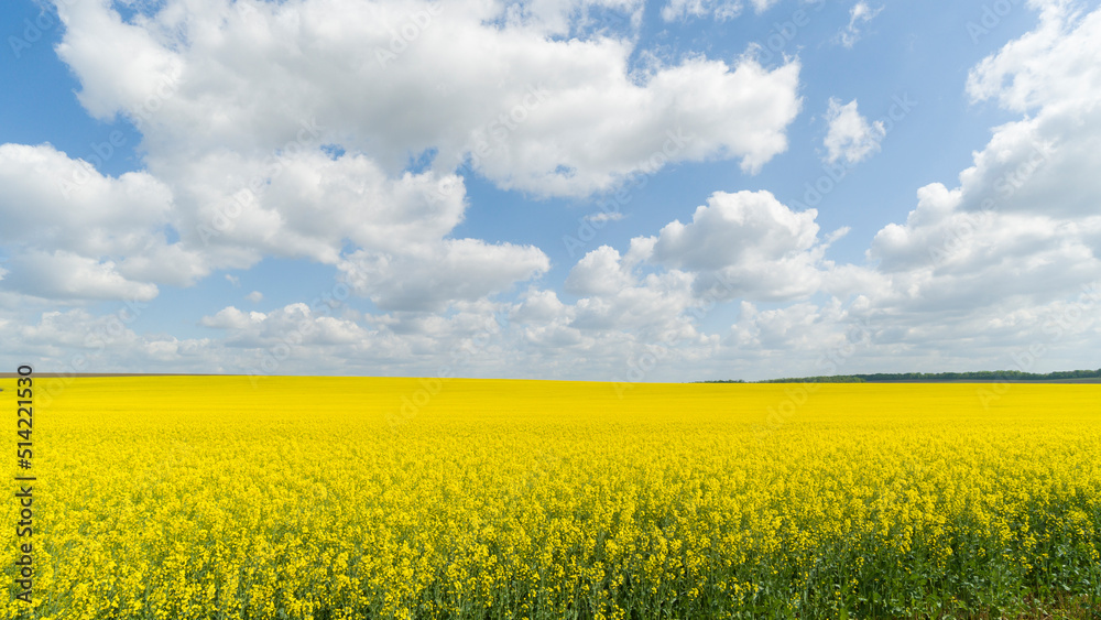 Amazing scene landscape of Rapeseed field with clouds at day