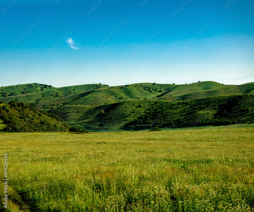 Fototapeta premium landscape with green grass and sky