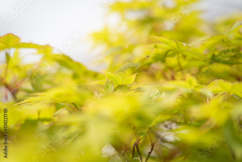 leaves blurry 