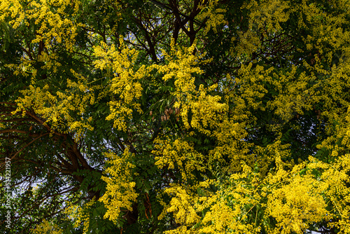 koelreuteria elegans yellow tree blooming in garden
