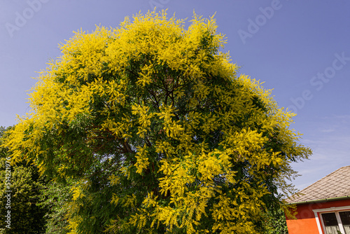 koelreuteria elegans yellow tree blooming in garden
