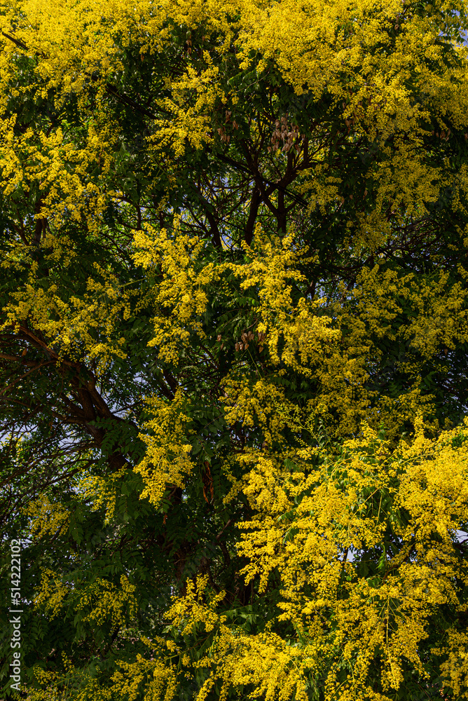 Fototapeta premium koelreuteria elegans yellow tree blooming in garden 