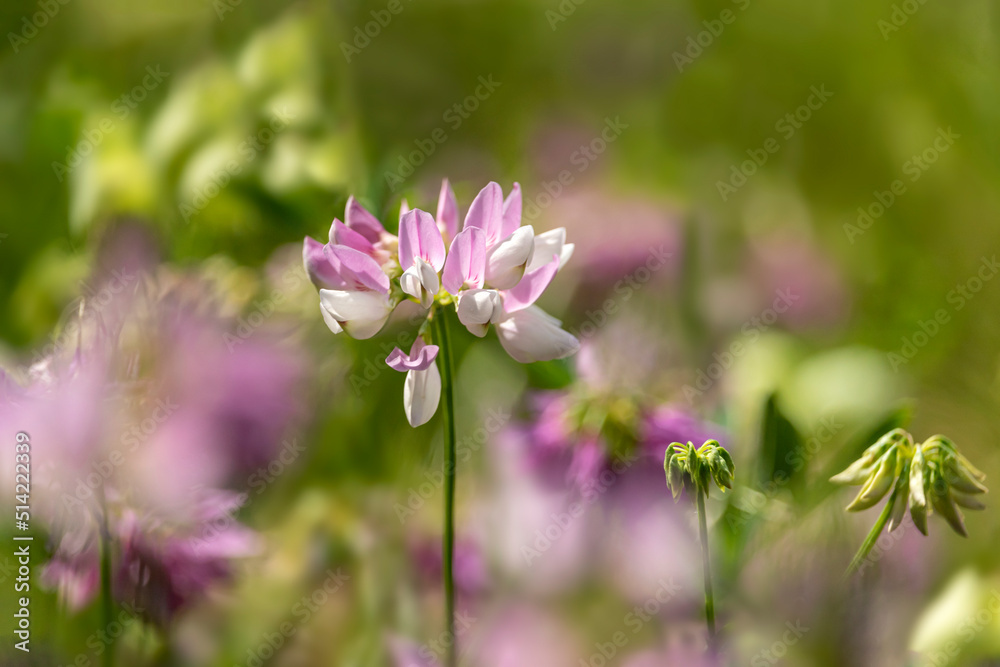 Purple meadow flowers surrounded by greenery Purple meadow flowers surrounded by greenery