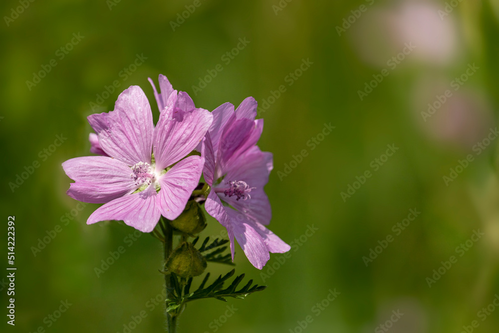 Fototapeta premium Purple meadow flowers surrounded by greenery