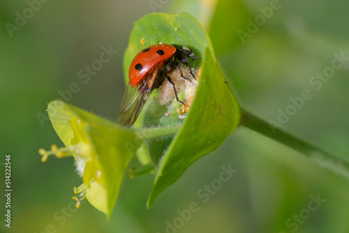 An Asian ladybug (Harmonia axyridis) guarding the coccoon of its parasite, a braconid wasp (Dinocampus coccinellae)
 photo