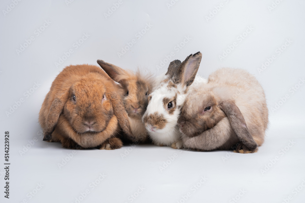 Obraz premium A Group of furry and fluffy cute red brown rabbit erect ears are sitting look in the camera, isolated on white background. Concept of rodent pet and easter.