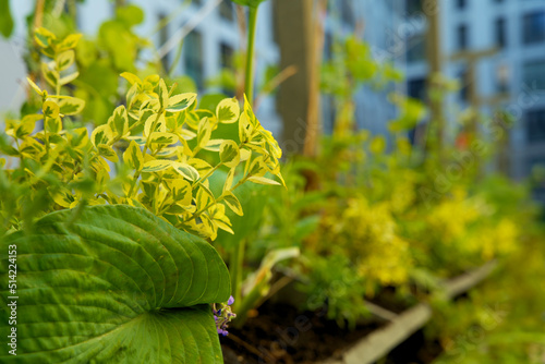 Living wall with green plants in a vertical wall garden in spring. Urban greening for climate adaptation. Geveltuin, groene gevel.  Vertical gardening for stimulating biodiversity. Green facade. photo