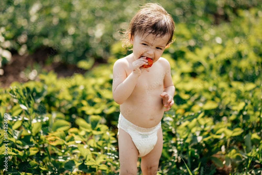 a little girl wearing only one diaper tastes sweet ripe strawberries in the village garden a little girl wearing only one diaper tastes sweet ripe strawberries in the village garden