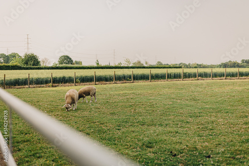 Zulte, belgium 2022-06-20: the village Zulte of the country belgium during the summer photo