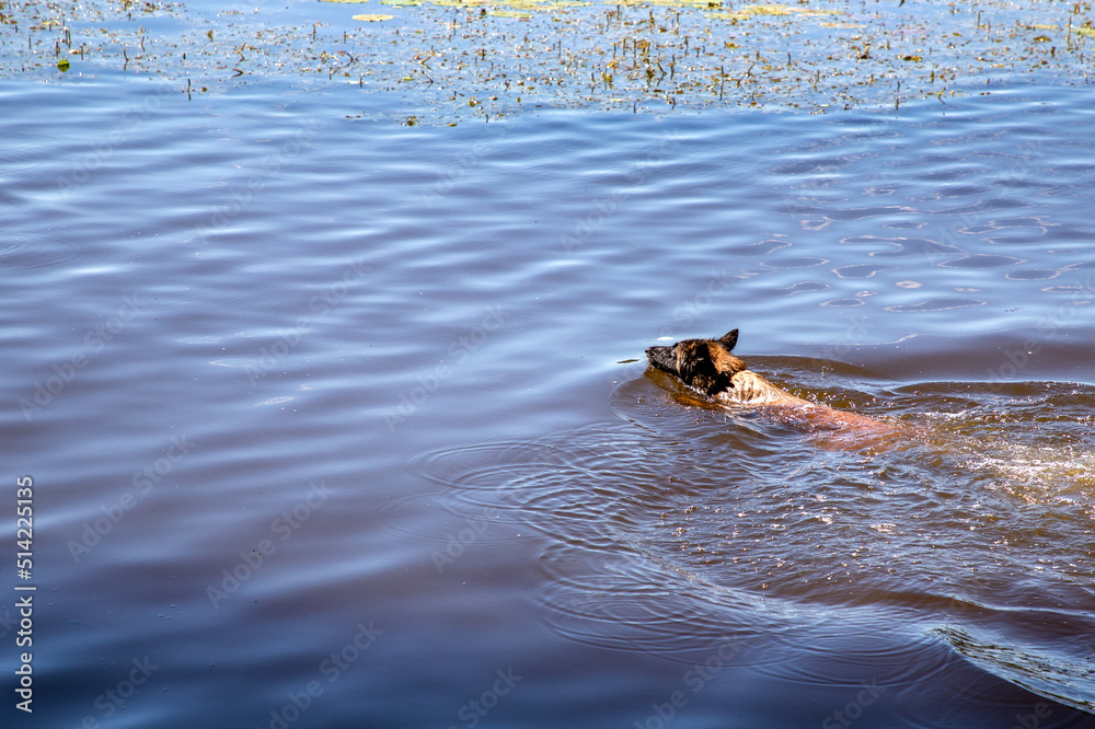 A dog is swimming or playing in a lake A dog is swimming or playing in a lake