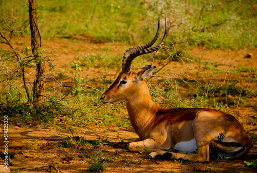 Fototapeta Naklejka Na Ścianę i Meble -  Impala male resting in the shade