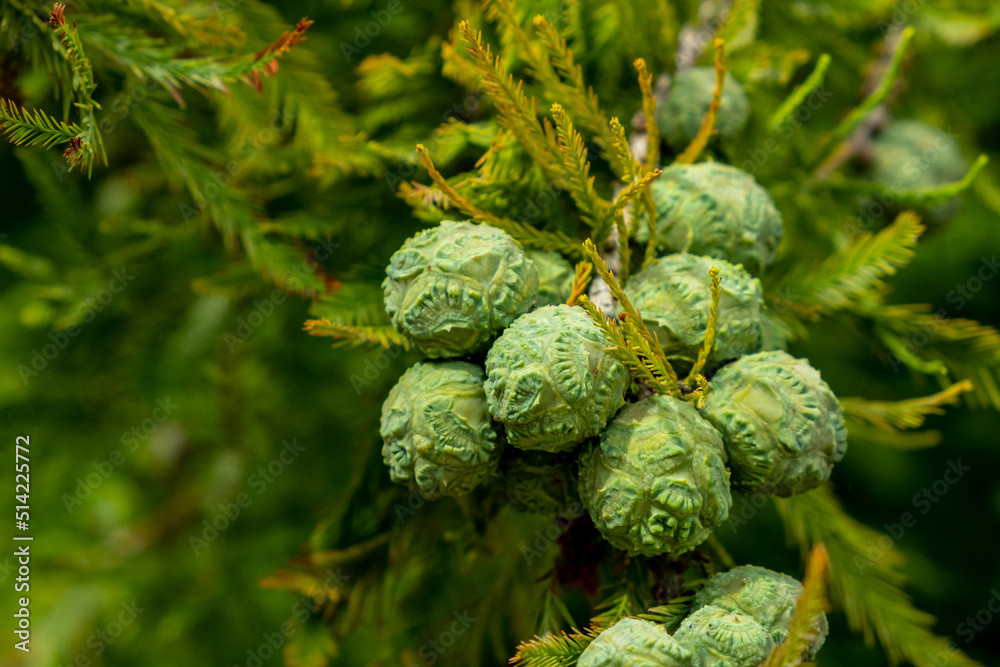 Cones of Taxodium distichum tree Cones of Taxodium distichum tree