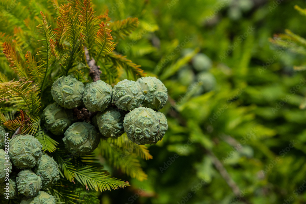 Fototapeta premium Taxodium distichum (Bald Cypress), cones and foliage, summer green background. Space for text