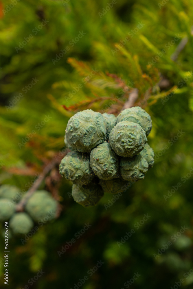 Cones of Taxodium distichum tree. Taxodium distichum (Bald Cypress), cones and foliage, summer green background. Space for text Cones of Taxodium distichum tree. Taxodium distichum (Bald Cypress), cones and foliage, summer green background. Space for text