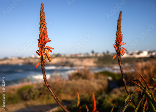 Beautiful fynbos flower in the South African city of Hermanus  this flower is typical of this part of Africa also known as the whale coast  because it is one of the best places to see these animals.