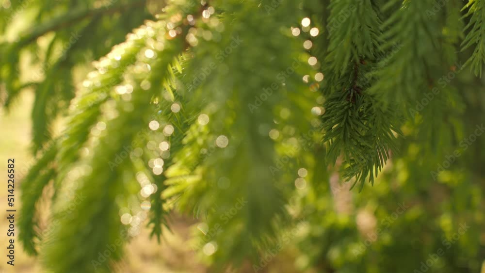 Spruce natural branch evergreen needles closeup macro shot sunny nature green fir tree forest plant