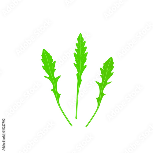 Wild rocket leaf isolated on white vector illustration