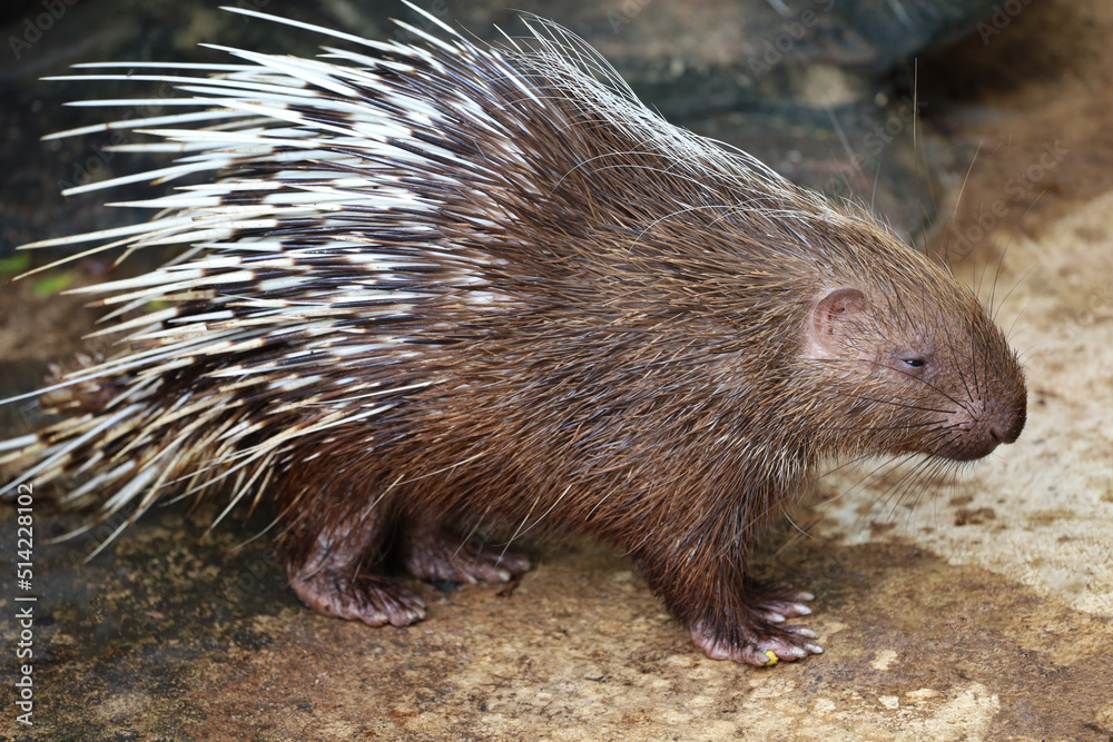 Fototapeta premium Close up the malayan porcupine animal