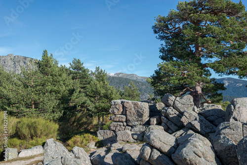Scots pine forest in Fuenfria Valley, municipality of Cercedilla, province of Madrid, Spain photo