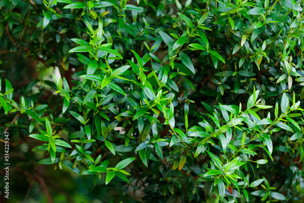 Tropical growing green leaves nature texture pattern