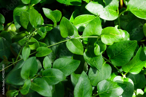 Wallpaper Mural Tropical growing green leaves nature texture pattern Torontodigital.ca