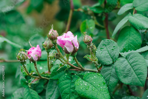 Aphids on the buds and leaves of a pink climbing rose. Garden pests on flowers. Pink rose buds with water drops after rain. An aphid on a climbing rose bush