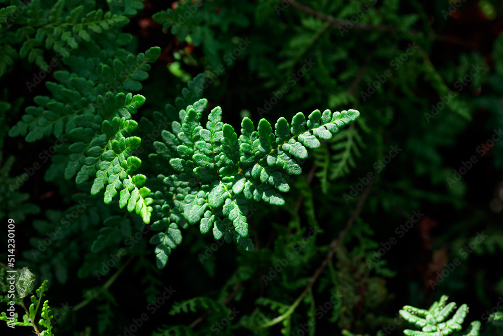 Tropical growing green leaves nature texture pattern Tropical growing green leaves nature texture pattern