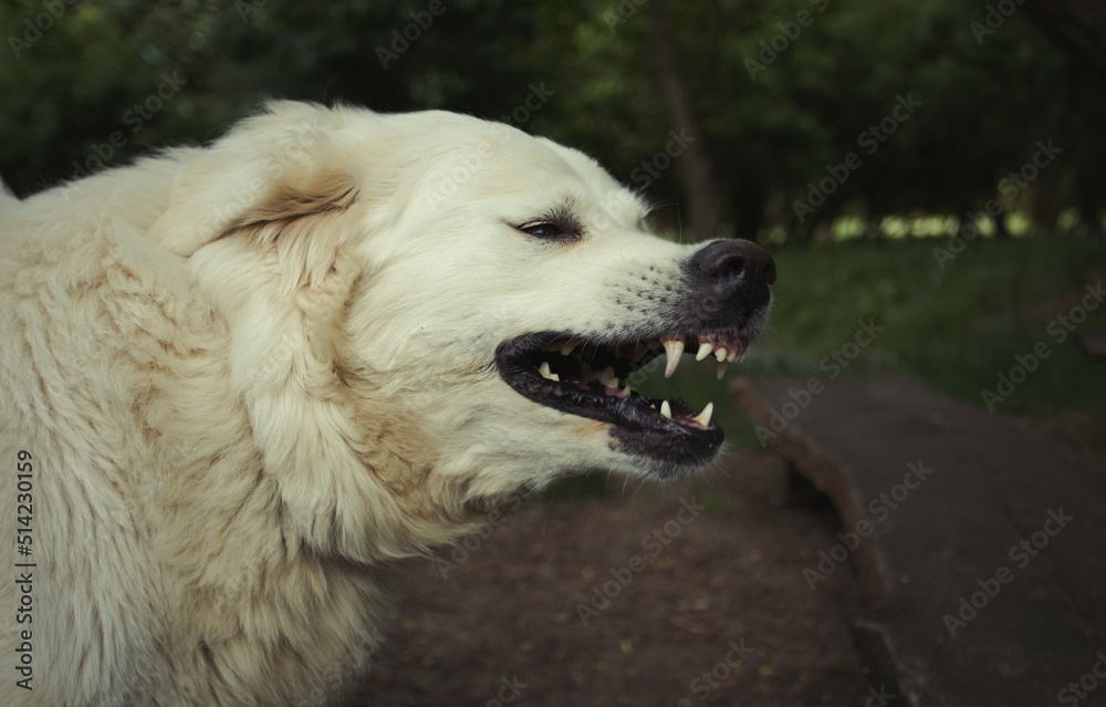Portrait of white livestock guard dog. A close-up view of a young dog's head