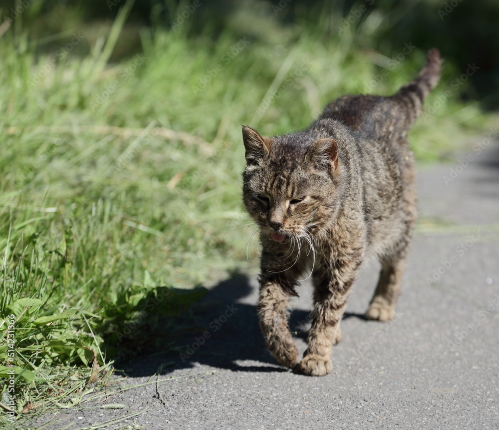 A striped cat walks along a park path along a green lawn on a hot sunny day A striped cat walks along a park path along a green lawn on a hot sunny day