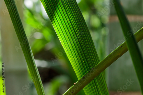 Tropical growing green leaves nature texture pattern