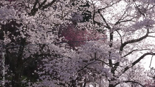 Somei Yoshino Cherry Tree in Full Bloom, Brilliant Pink Flowers in Spring Japan photo
