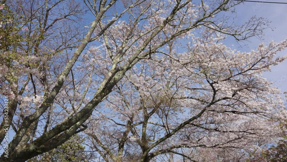 Clear beautiful blue sky Spring in Japan, Sakura Blooming on Cherry Trees Clear beautiful blue sky Spring in Japan, Sakura Blooming on Cherry Trees