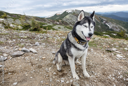 Close up photo of the head of grey Siberian husky dog enjoying the nature  the Carpathians