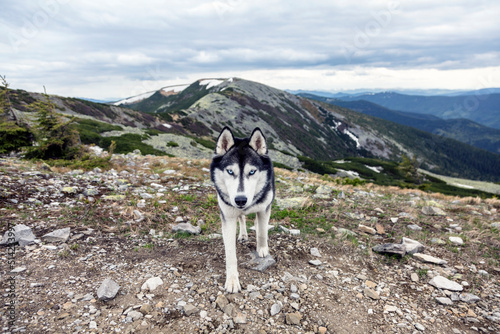 Close up photo of the head of grey Siberian husky dog enjoying the nature  Happy dog on a natural landscape