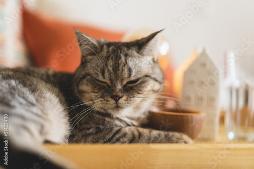 Scottish Straight Cute Cat Portrait. Happy Pet. Gray Scottish Straight cat sleeping. Portrait of a beautiful cat