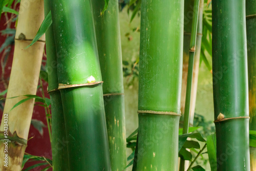 Bamboo tree and leaves - nature forest
