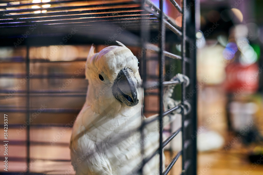 Cute white Cacatua cockatoo parrot in cage in cafe interior background,  funny domestic bird Stock Photo | Adobe Stock