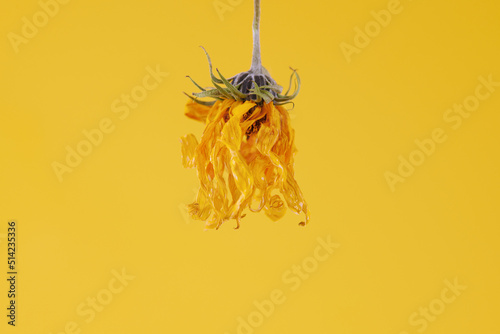 Принти на полотні One yellow wilting flower of topinambur on yellow background, withered Jerusalem