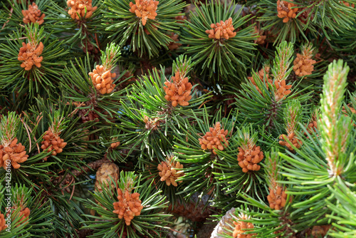 Pine closeup macro branch with cones flowers