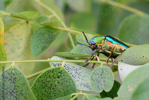 Jewely beetle on leaf