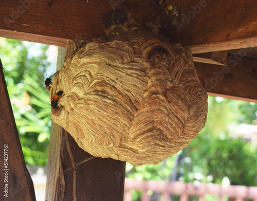 Large nest of wasps at under the pillars of the pavilion. 