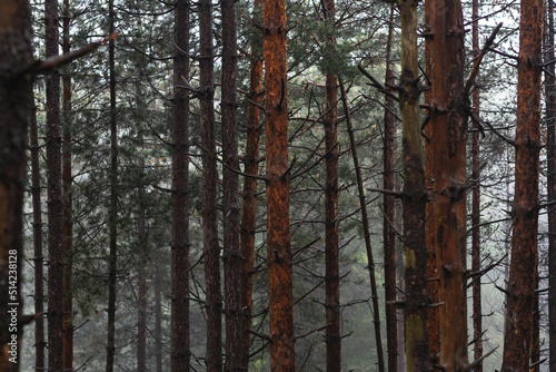 Photo of pine forest on foggy day