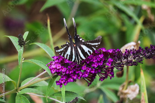 butterfly on flower