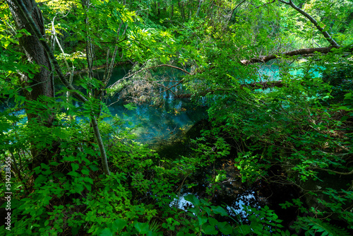 森の中にある青い池