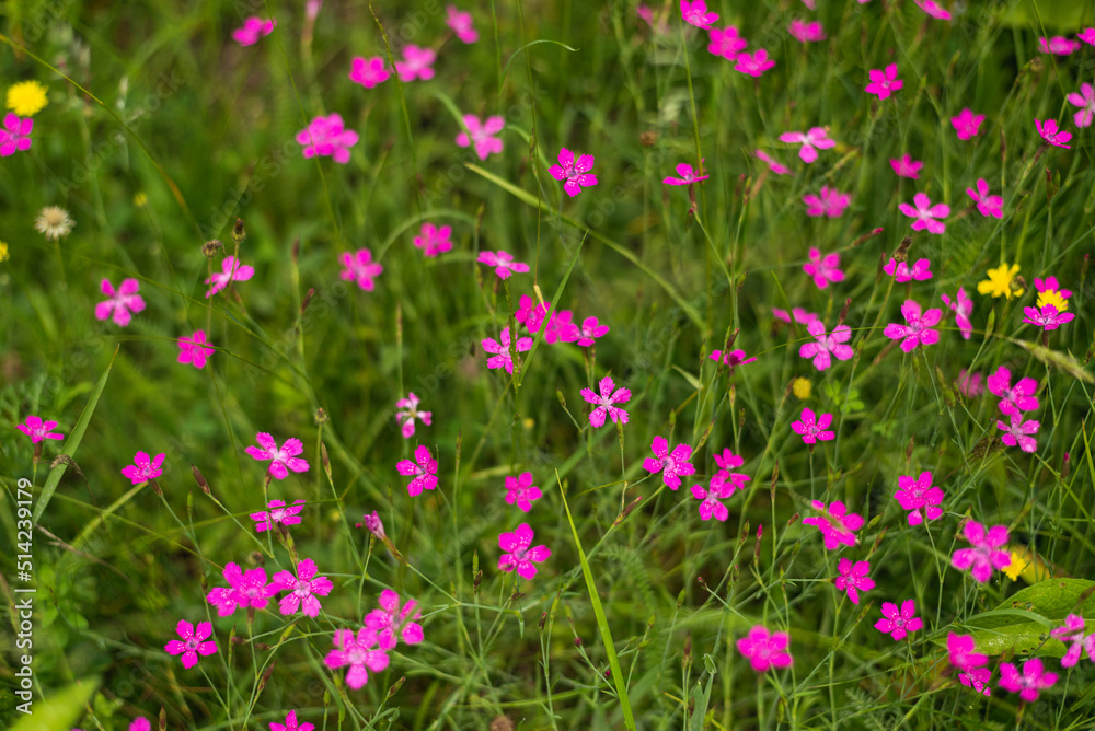 Pink flowers on mountain meadow