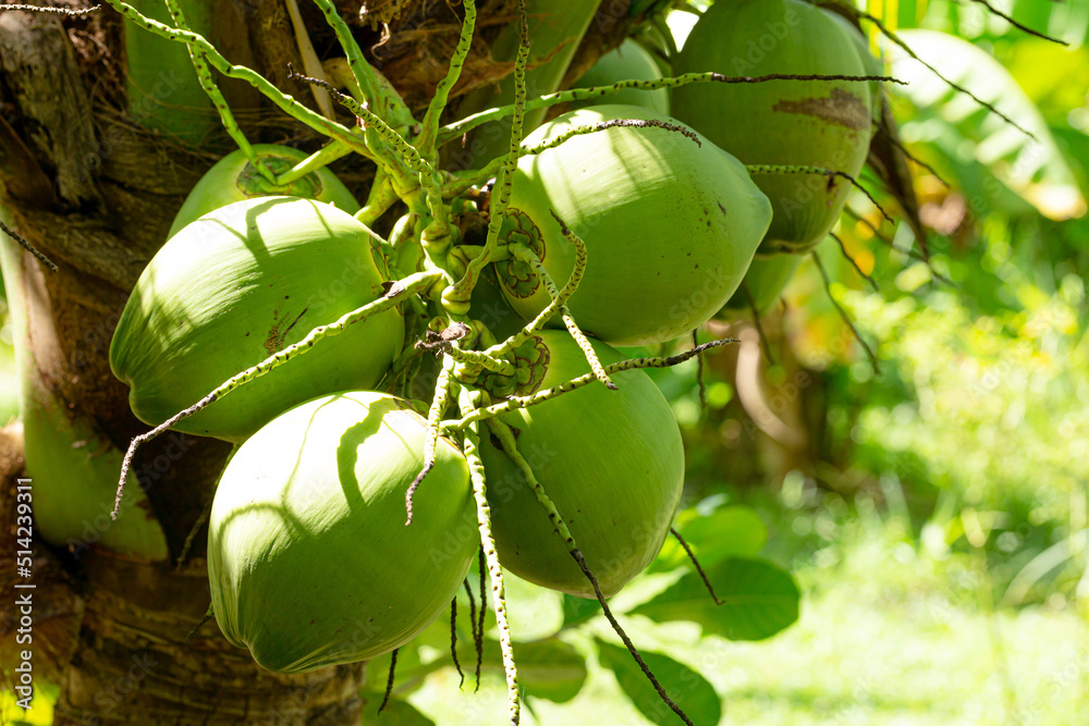 coconut on tree,Fresh coconut on the tree,Green coconuts hanging on tree StockFoto Adobe Stock