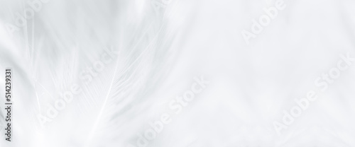 Chicken feather macro,Beautiful white gray colors tone feather texture background © banjongseal324