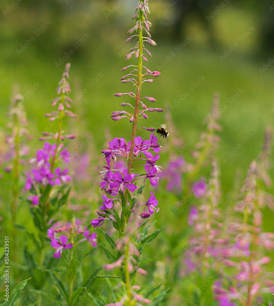 Fireweed flower on mountain meadow on summer day Fireweed flower on mountain meadow on summer day